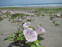 海浜植物